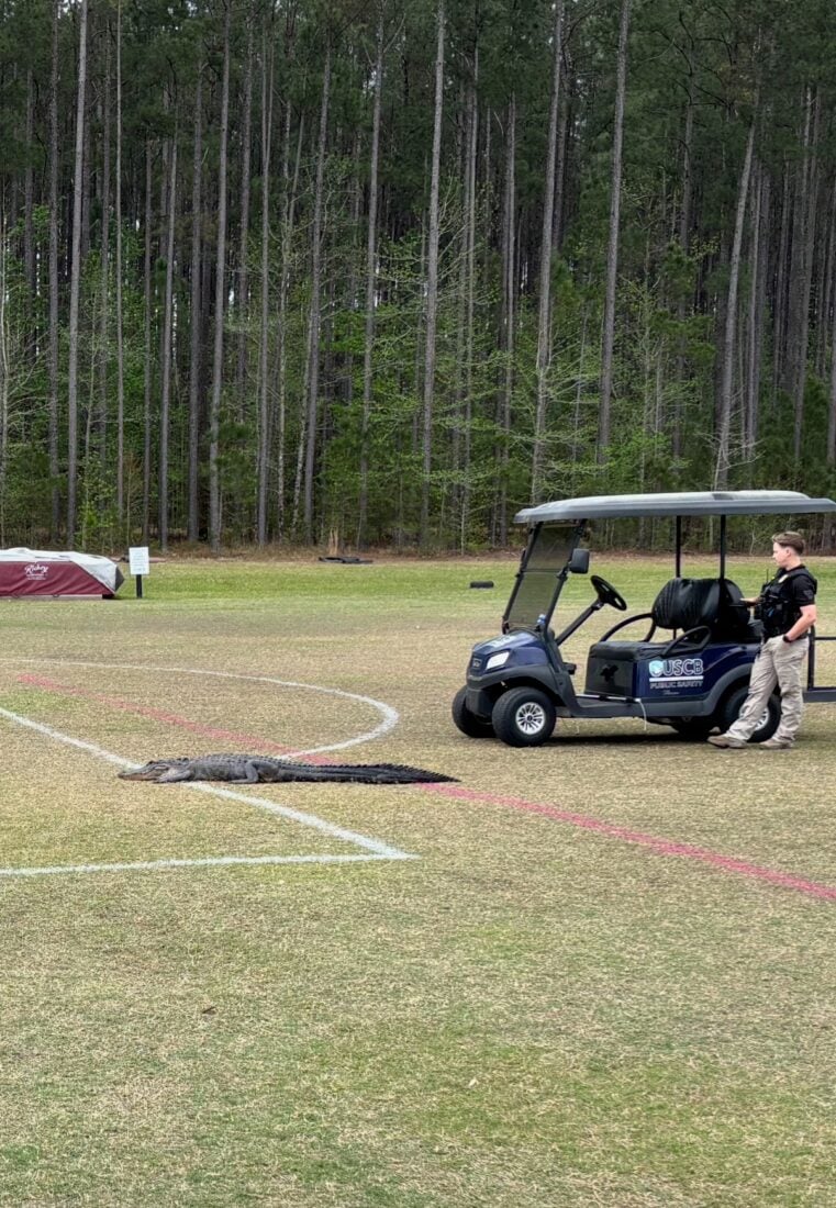 A gator on a field with a golf cart behind it