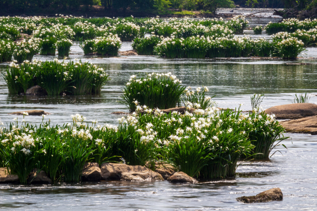 image of blooms of lilies