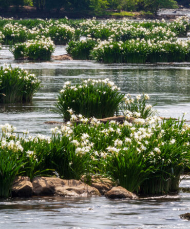 image of blooms of lilies