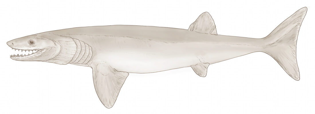 An artist’s reconstruction of Cosmoselachus mehlingi.