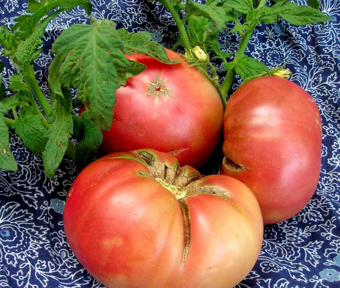 Three tomatoes