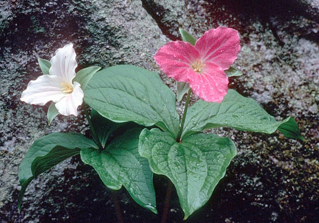 image of white and pink trillium up close