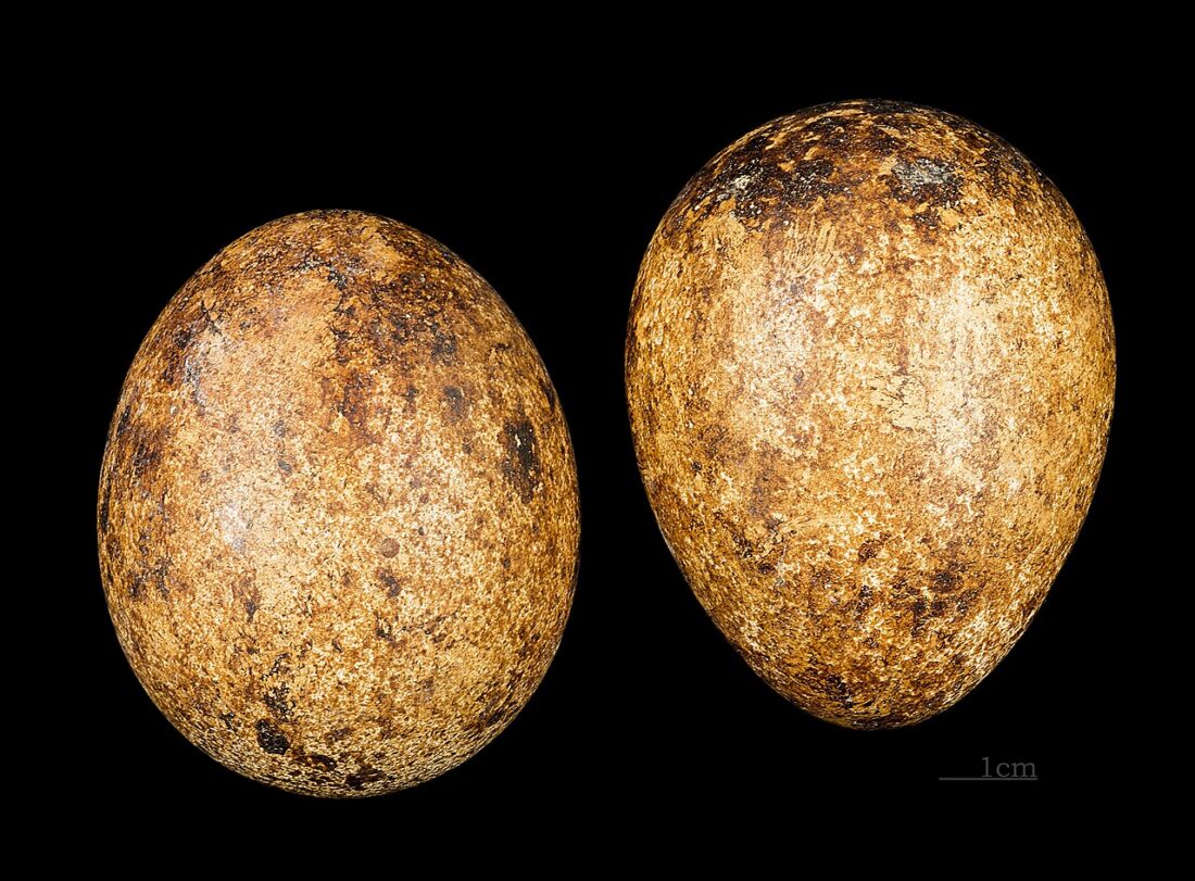 Two brown eggs