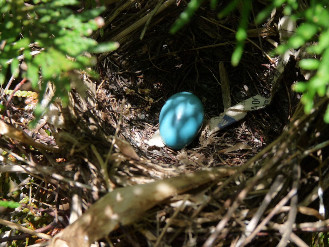 Blue eggs in a nest