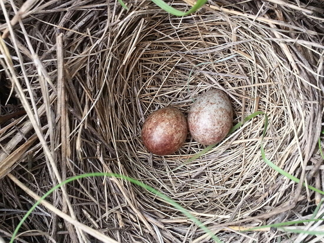 The Brown cowbird egg (left) in a Savannah sparrow nest.