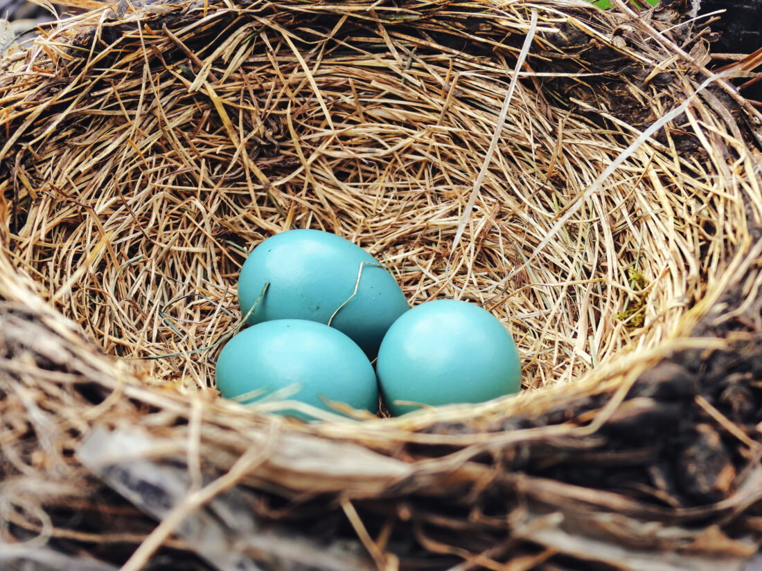 A nest with robin eggs