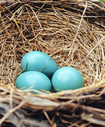 A nest with robin eggs
