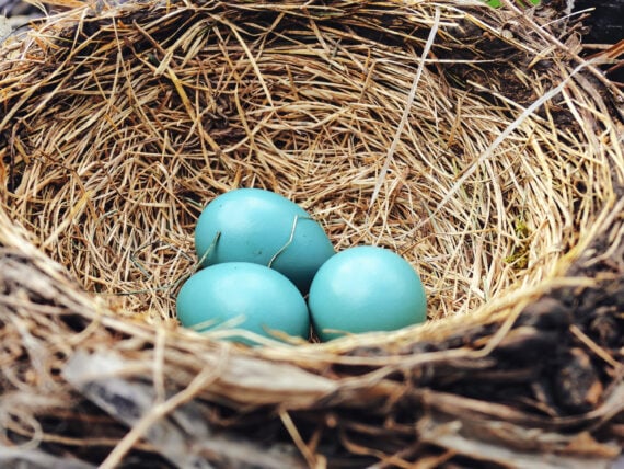 A nest with robin eggs