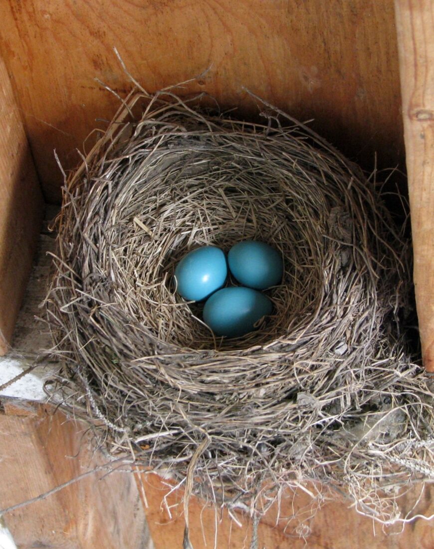 Robin eggs
