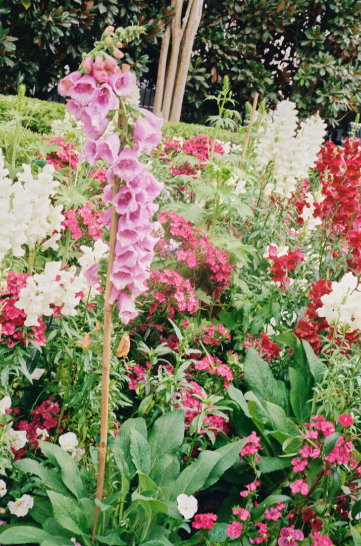 Foxgloves in bloom.