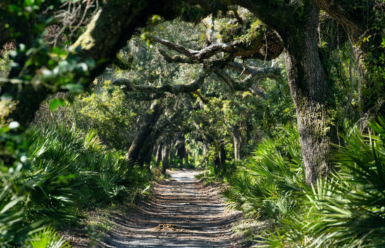 A sandy island path