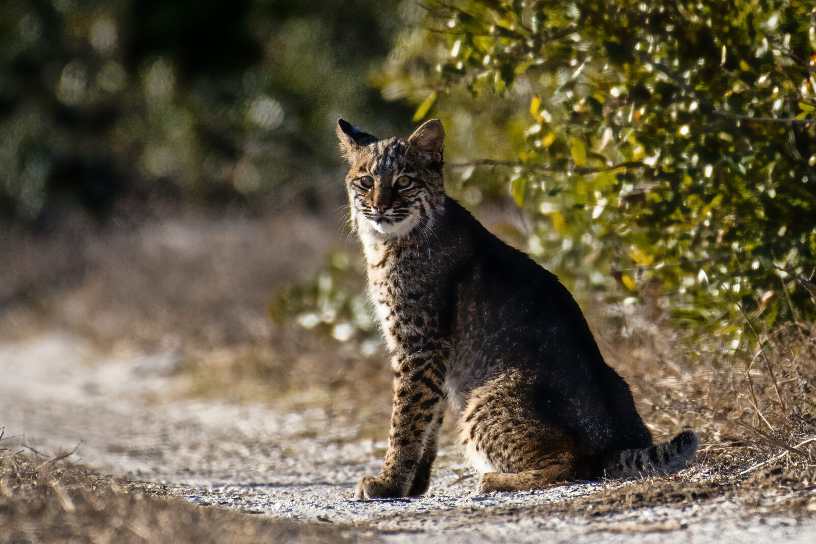 A bobcat