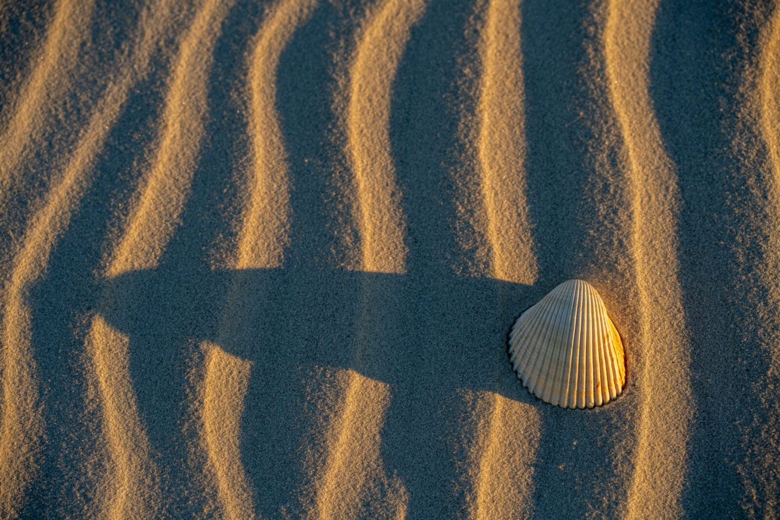 A shell on a sandy beach