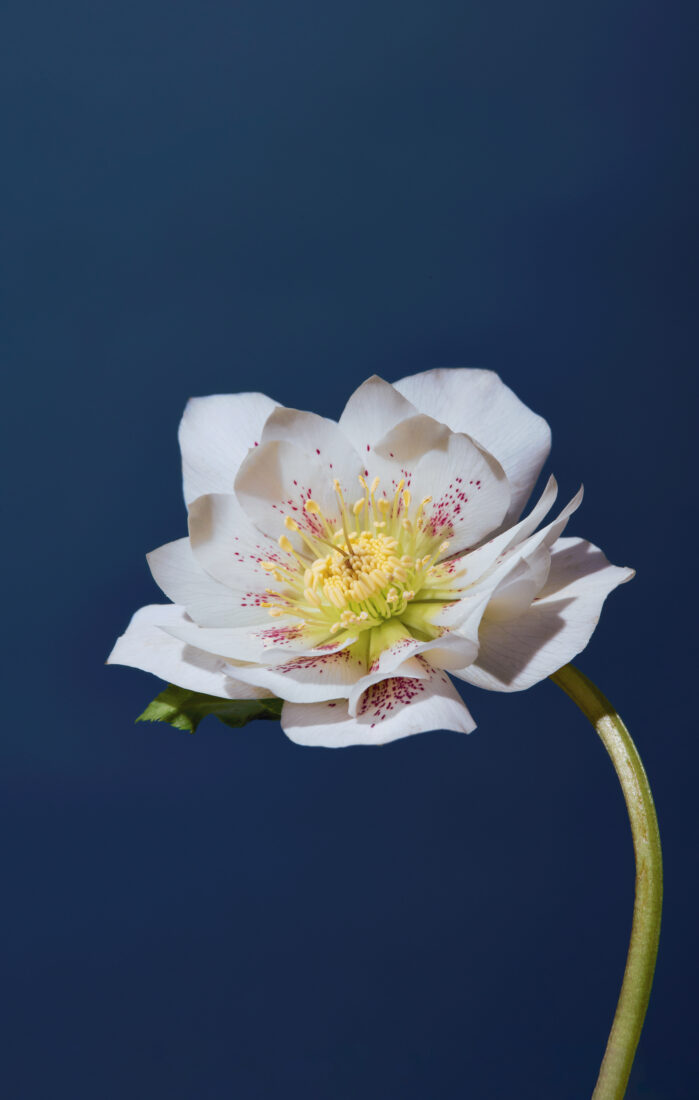 A white helleblore flower