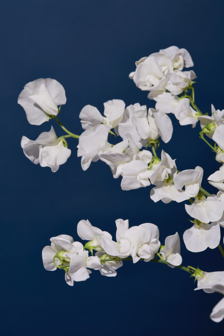 White sweet pea flowers