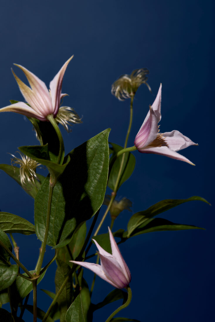 lavender clematis and Amazing Kibo clematis seed heads