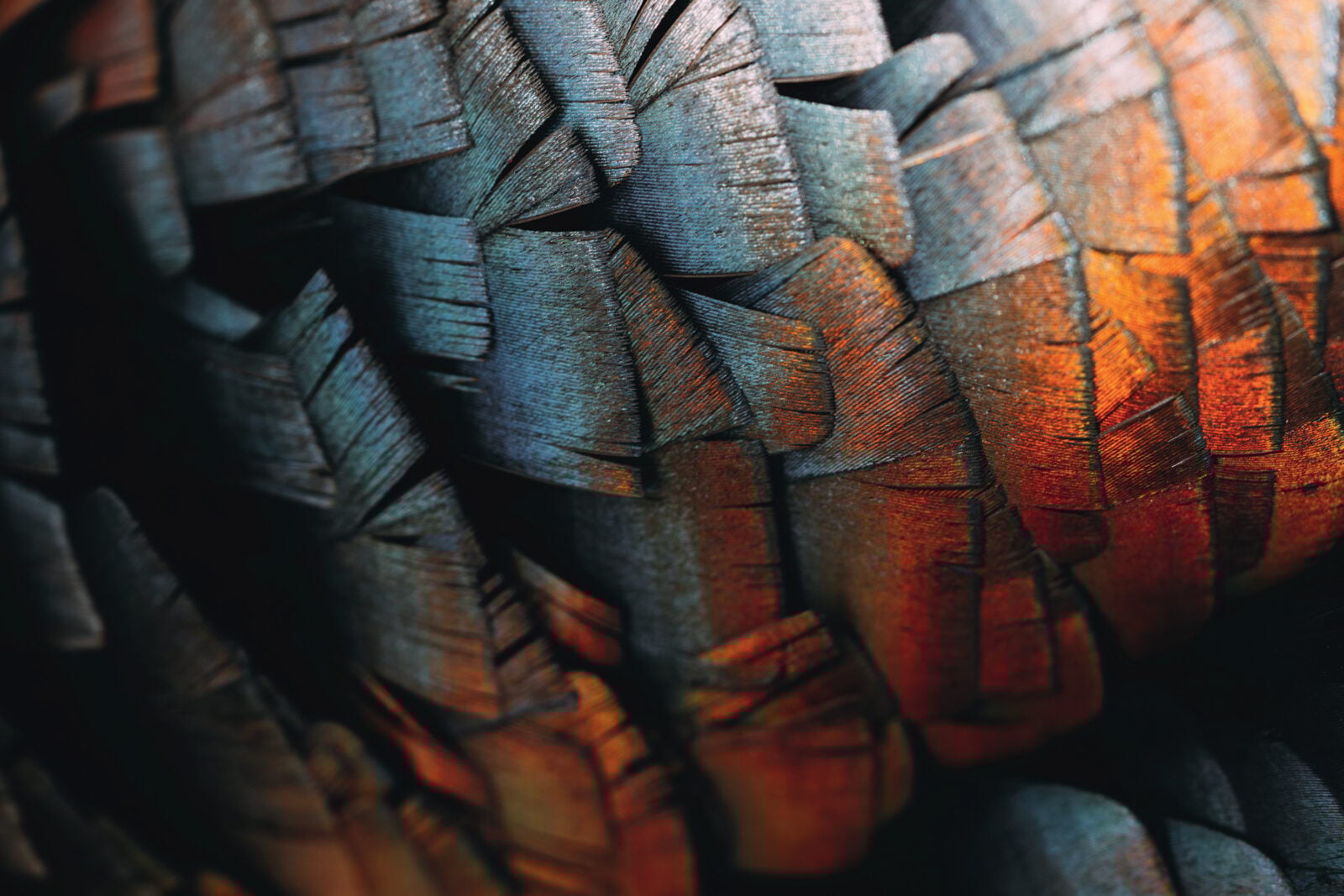 Iridescent blue-bronze turkey feathers.