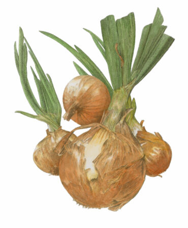 An illustration of onions