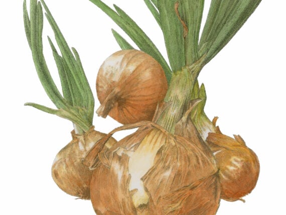 An illustration of onions