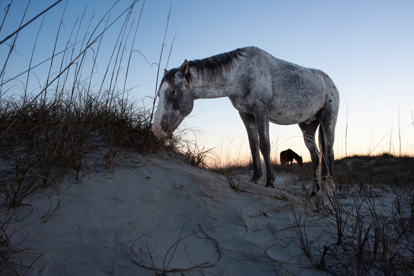 A horse on a beach