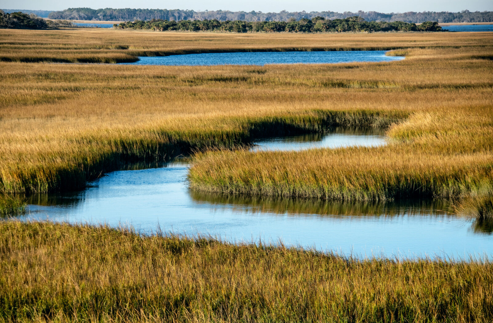 A golden salt marsh