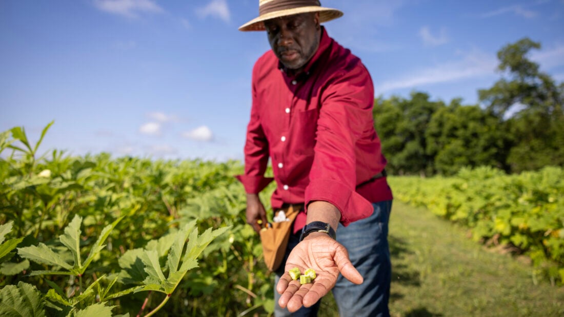 A farmer holds slices of okra in a field