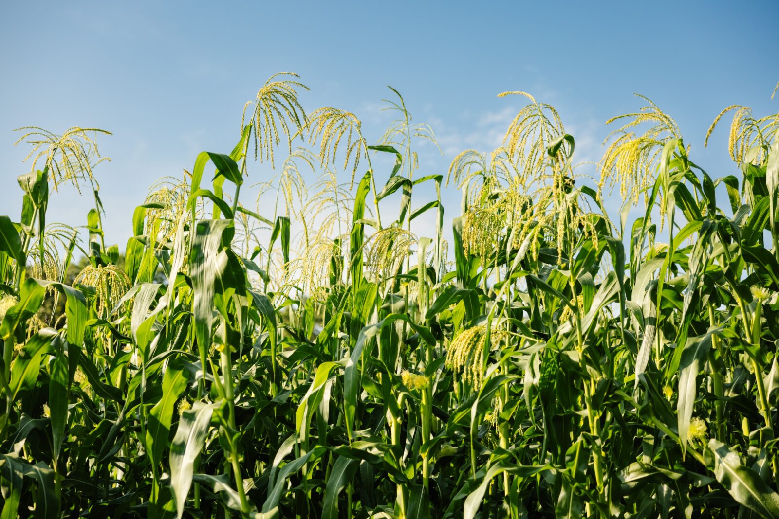 image of corn growing in a field
