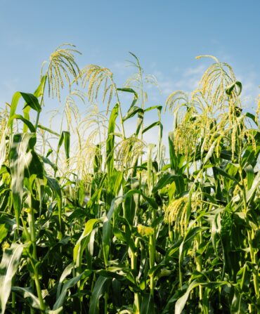 image of corn growing in a field