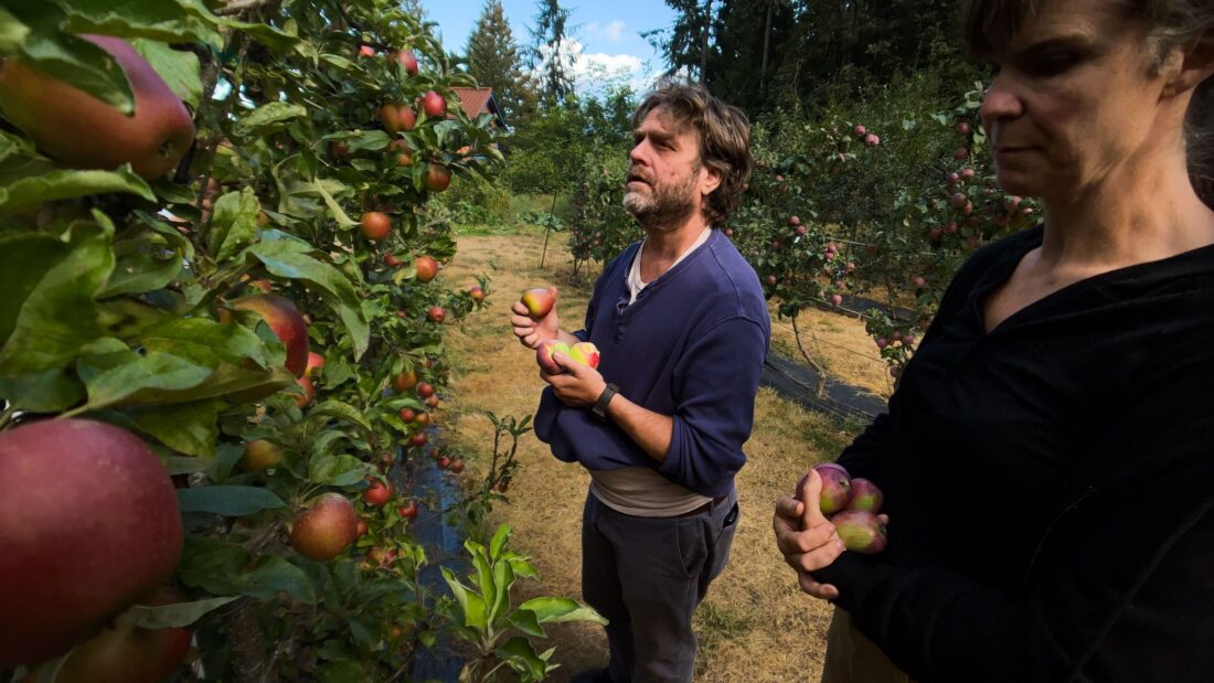 A man in an apple orchard