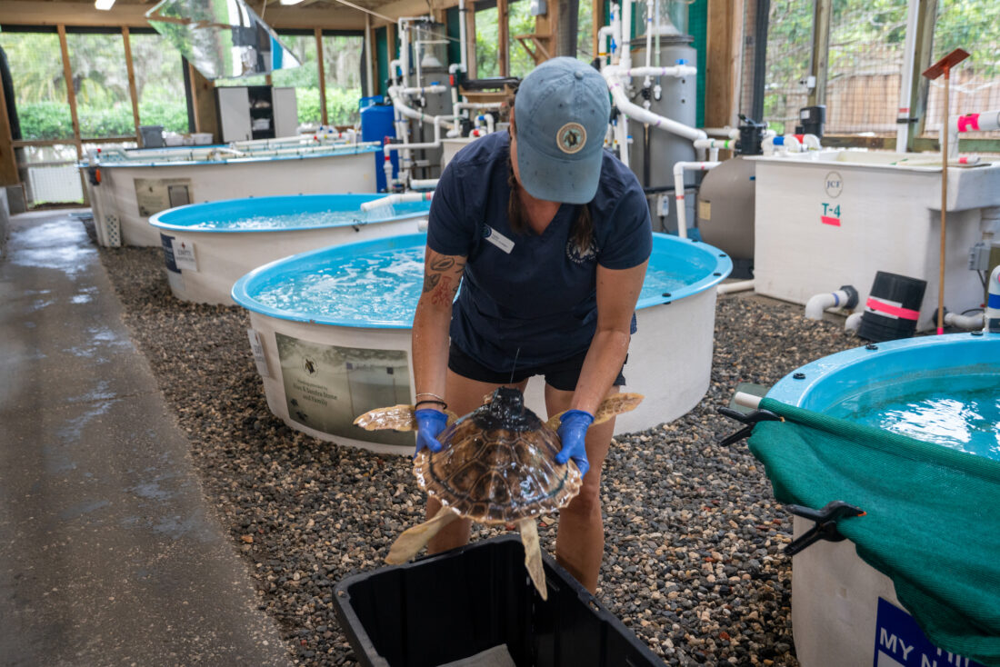 A turtle gets transferred to a box