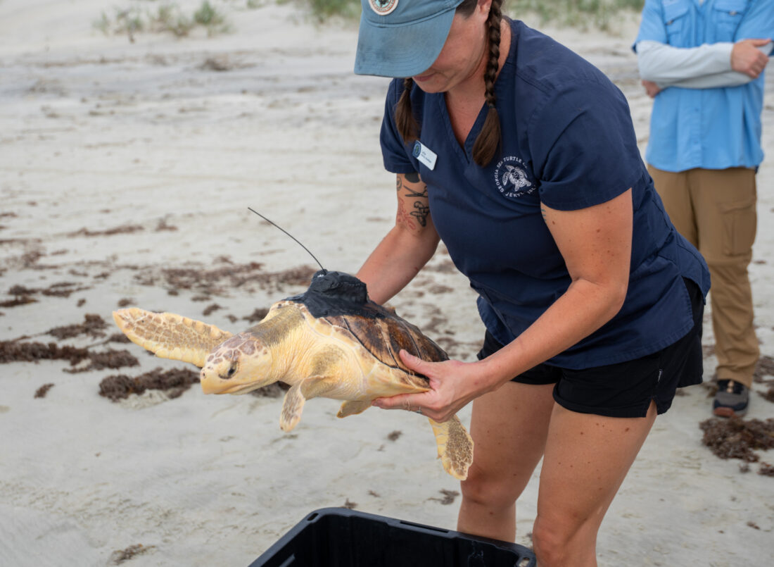 A woman holds a turtle