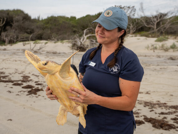 A person holds a sea turtle