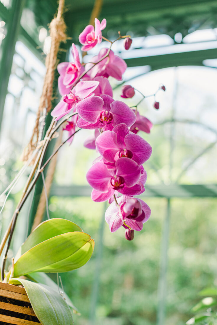 A pink orchid