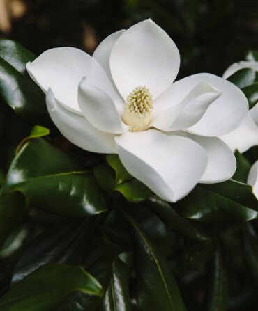 A magnolia bloom