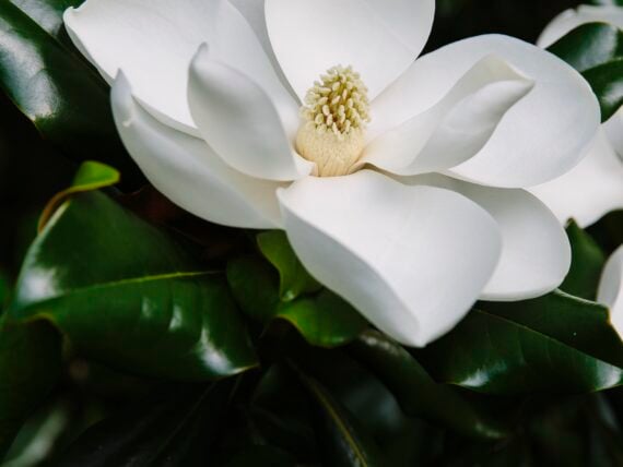 A magnolia bloom