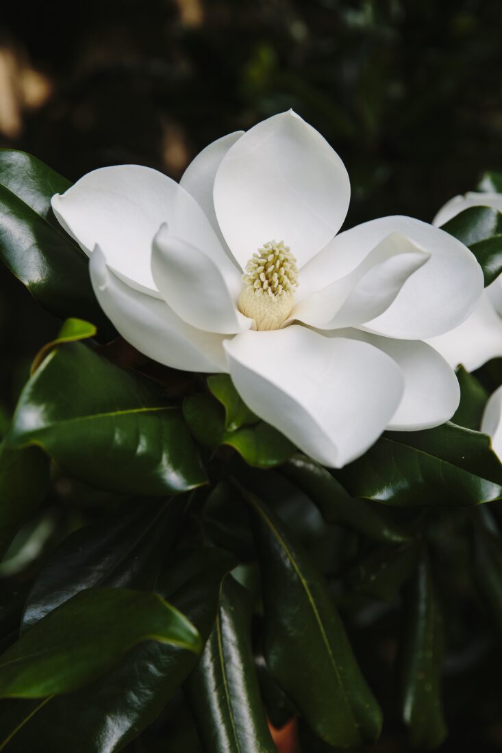 A magnolia bloom
