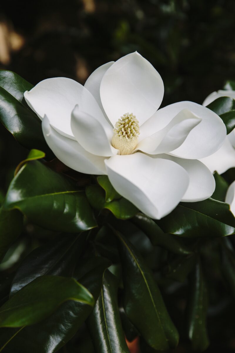 A magnolia bloom