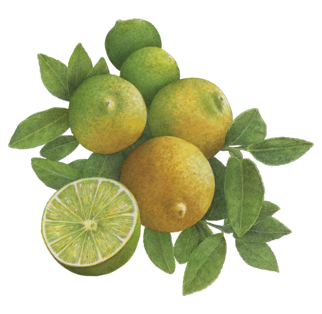 Key limes