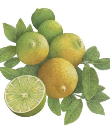 Key limes