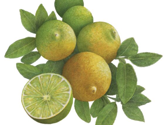Key limes