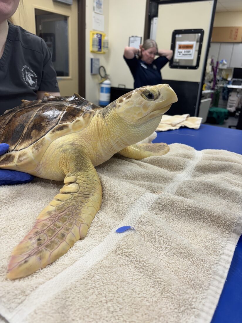 A sea turtle