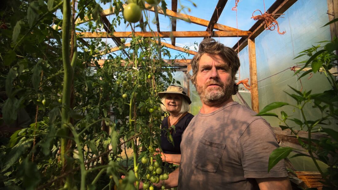 A man and woman in a greenhouse with tomatoes