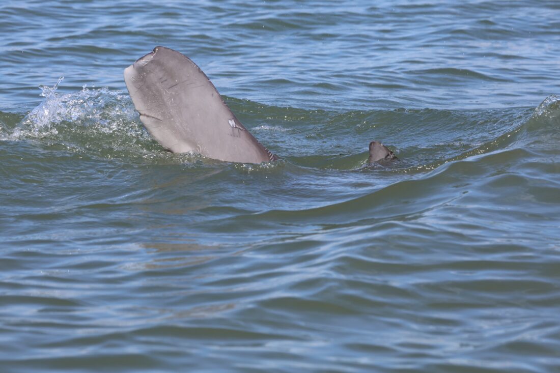 close-up image of the dolphin's severed tail