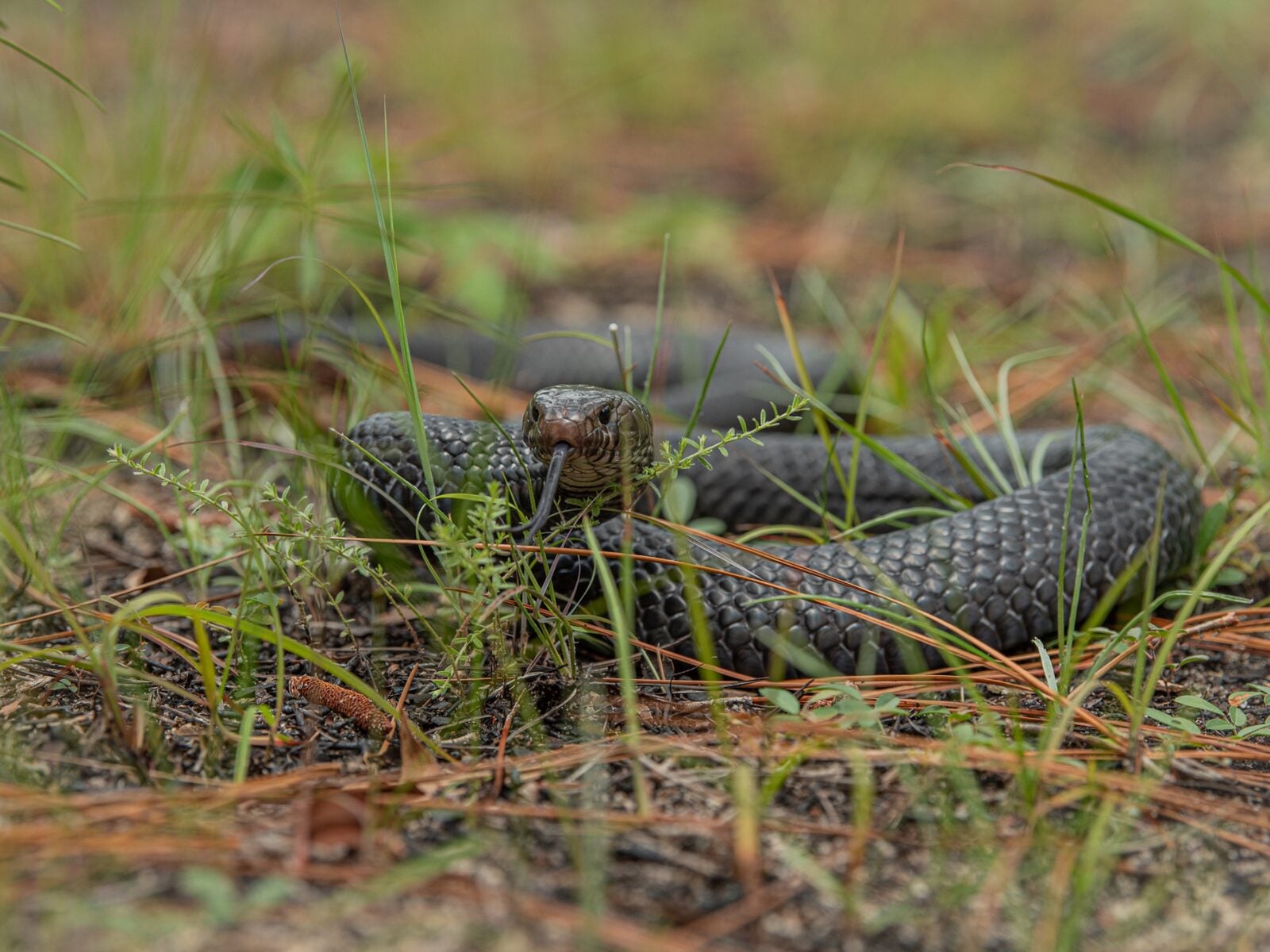 An indigo snake