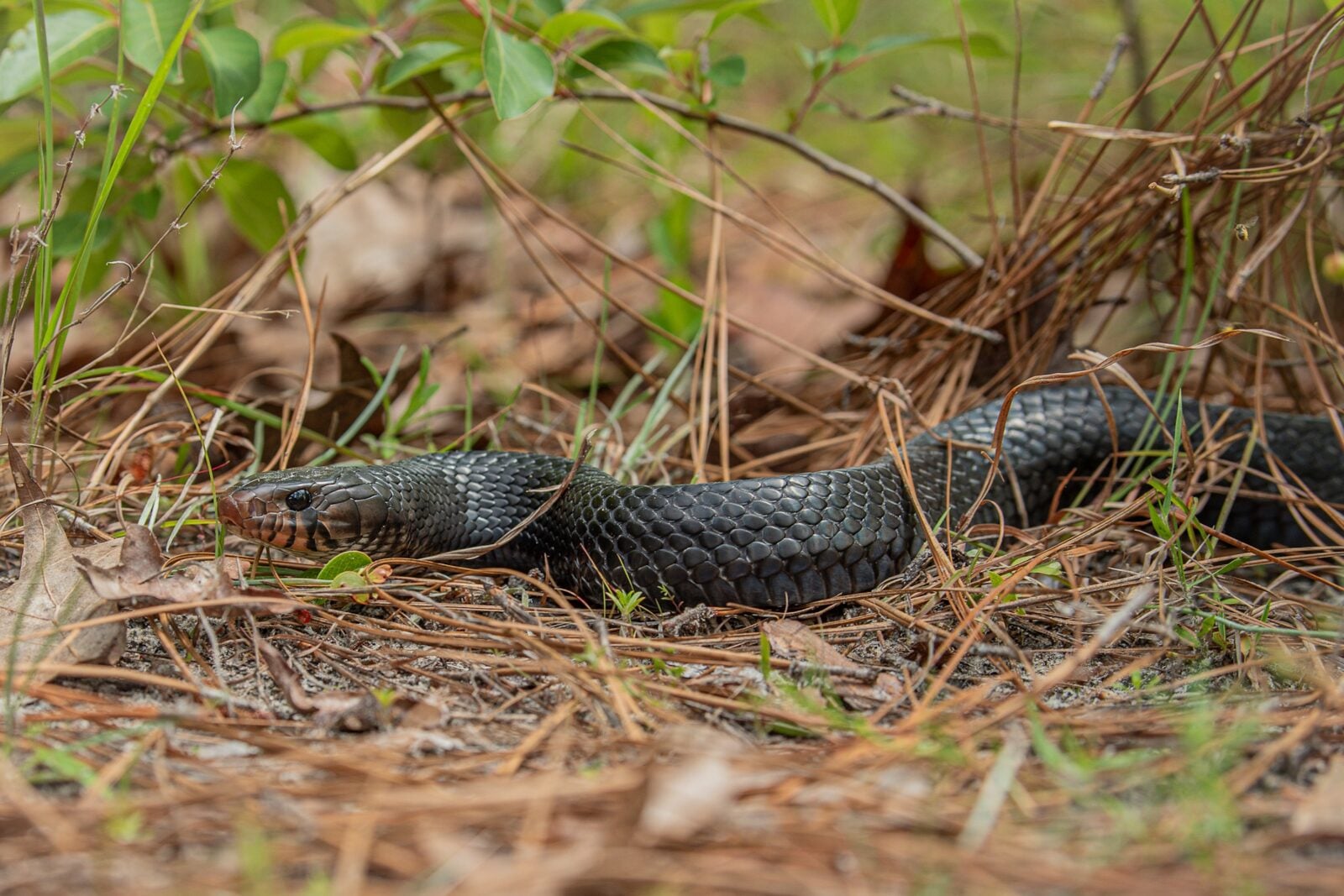 An indigo snake