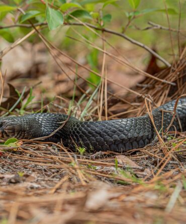 An indigo snake