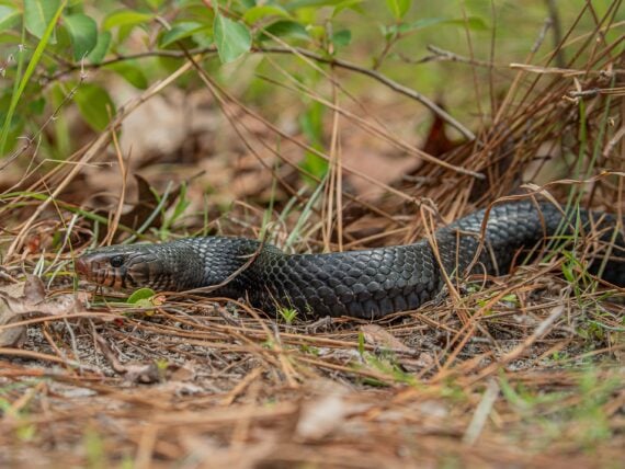 An indigo snake