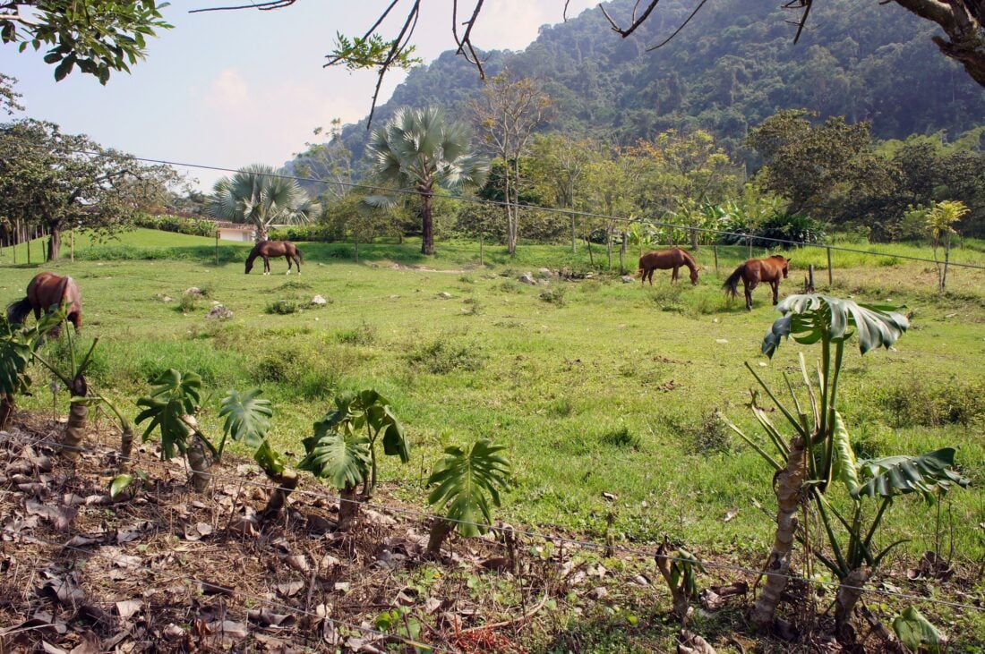 Horses in a pasture
