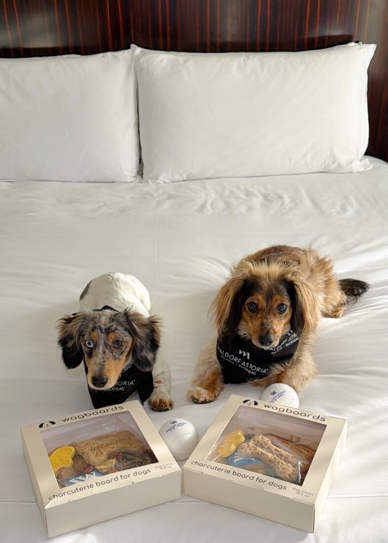 Dogs on a hotel bed