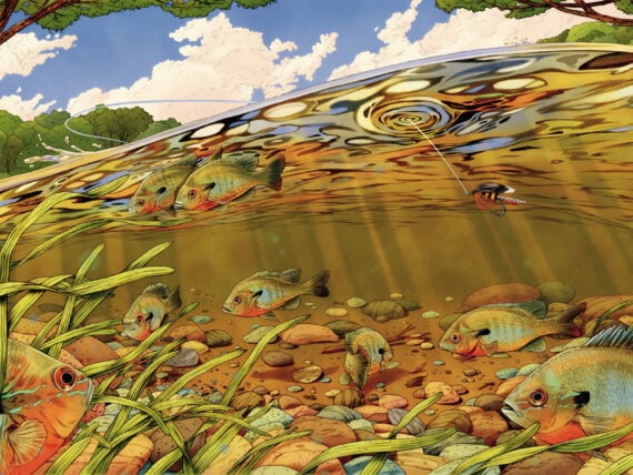 An illustration of fish under water